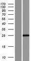 RPS9 /  Ribosomal Protein S9 Protein - Western validation with an anti-DDK antibody * L: Control HEK293 lysate R: Over-expression lysate