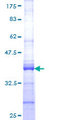 RPS9 /  Ribosomal Protein S9 Protein - 12.5% SDS-PAGE Stained with Coomassie Blue.