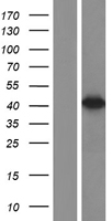 RPSA / Laminin Receptor Protein - Western validation with an anti-DDK antibody * L: Control HEK293 lysate R: Over-expression lysate
