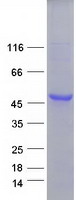 RPSA / Laminin Receptor Protein - Purified recombinant protein RPSA was analyzed by SDS-PAGE gel and Coomassie Blue Staining