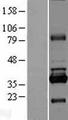 RPUSD1 Protein - Western validation with an anti-DDK antibody * L: Control HEK293 lysate R: Over-expression lysate