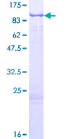 RPUSD2 Protein - 12.5% SDS-PAGE of human RPUSD2 stained with Coomassie Blue