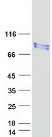 RPUSD2 Protein - Purified recombinant protein RPUSD2 was analyzed by SDS-PAGE gel and Coomassie Blue Staining