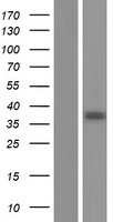 RPUSD3 Protein - Western validation with an anti-DDK antibody * L: Control HEK293 lysate R: Over-expression lysate