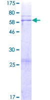 RPUSD3 Protein - 12.5% SDS-PAGE of human RPUSD3 stained with Coomassie Blue