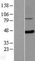 RPUSD4 Protein - Western validation with an anti-DDK antibody * L: Control HEK293 lysate R: Over-expression lysate