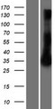 RRAD Protein - Western validation with an anti-DDK antibody * L: Control HEK293 lysate R: Over-expression lysate