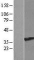 RRAGA Protein - Western validation with an anti-DDK antibody * L: Control HEK293 lysate R: Over-expression lysate
