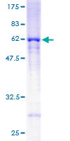 RRAGA Protein - 12.5% SDS-PAGE of human RRAGA stained with Coomassie Blue