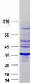 RRAGA Protein - Purified recombinant protein RRAGA was analyzed by SDS-PAGE gel and Coomassie Blue Staining