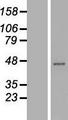 RRAGC / RAGC Protein - Western validation with an anti-DDK antibody * L: Control HEK293 lysate R: Over-expression lysate