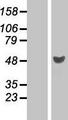 RRAGD Protein - Western validation with an anti-DDK antibody * L: Control HEK293 lysate R: Over-expression lysate
