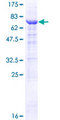 RRAGD Protein - 12.5% SDS-PAGE of human RRAGD stained with Coomassie Blue
