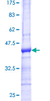RRAGD Protein - 12.5% SDS-PAGE Stained with Coomassie Blue.