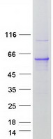 RRAGD Protein - Purified recombinant protein RRAGD was analyzed by SDS-PAGE gel and Coomassie Blue Staining