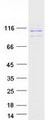 RRBP1 / hES Protein - Purified recombinant protein RRBP1 was analyzed by SDS-PAGE gel and Coomassie Blue Staining