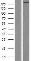 RREB1 Protein - Western validation with an anti-DDK antibody * L: Control HEK293 lysate R: Over-expression lysate