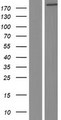 RREB1 Protein - Western validation with an anti-DDK antibody * L: Control HEK293 lysate R: Over-expression lysate