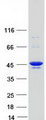 RRM2 Protein - Purified recombinant protein RRM2 was analyzed by SDS-PAGE gel and Coomassie Blue Staining