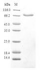 RRM2B / P53R2 Protein - (Tris-Glycine gel) Discontinuous SDS-PAGE (reduced) with 5% enrichment gel and 15% separation gel.
