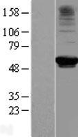 RRP9 Protein - Western validation with an anti-DDK antibody * L: Control HEK293 lysate R: Over-expression lysate