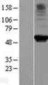 RRP9 Protein - Western validation with an anti-DDK antibody * L: Control HEK293 lysate R: Over-expression lysate