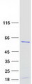 RRP9 Protein - Purified recombinant protein RRP9 was analyzed by SDS-PAGE gel and Coomassie Blue Staining