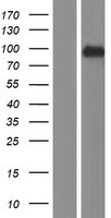 RSBN1 Protein - Western validation with an anti-DDK antibody * L: Control HEK293 lysate R: Over-expression lysate