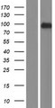 RSBN1 Protein - Western validation with an anti-DDK antibody * L: Control HEK293 lysate R: Over-expression lysate