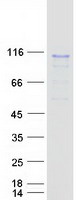 RSC1A1 Protein - Purified recombinant protein RSC1A1 was analyzed by SDS-PAGE gel and Coomassie Blue Staining