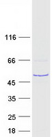 RSPH1 / TSGA2 Protein - Purified recombinant protein RSPH1 was analyzed by SDS-PAGE gel and Coomassie Blue Staining