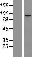 RSPH10B Protein - Western validation with an anti-DDK antibody * L: Control HEK293 lysate R: Over-expression lysate