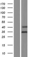 RSPH9 / C6orf206 Protein - Western validation with an anti-DDK antibody * L: Control HEK293 lysate R: Over-expression lysate