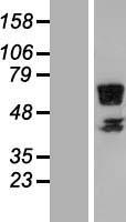 RSPRY1 Protein - Western validation with an anti-DDK antibody * L: Control HEK293 lysate R: Over-expression lysate