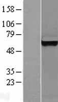 RSRC2 Protein - Western validation with an anti-DDK antibody * L: Control HEK293 lysate R: Over-expression lysate