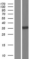 RSRP1 Protein - Western validation with an anti-DDK antibody * L: Control HEK293 lysate R: Over-expression lysate