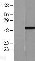 RTCB / C22orf28 Protein - Western validation with an anti-DDK antibody * L: Control HEK293 lysate R: Over-expression lysate