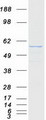 RTCB / C22orf28 Protein - Purified recombinant protein RTCB was analyzed by SDS-PAGE gel and Coomassie Blue Staining