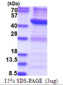 RTCD1 / RPC Protein