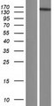 RTEL1 Protein - Western validation with an anti-DDK antibody * L: Control HEK293 lysate R: Over-expression lysate