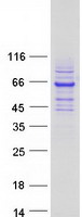 RTKN / Rhotekin Protein - Purified recombinant protein RTKN was analyzed by SDS-PAGE gel and Coomassie Blue Staining