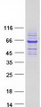 RTKN / Rhotekin Protein - Purified recombinant protein RTKN was analyzed by SDS-PAGE gel and Coomassie Blue Staining