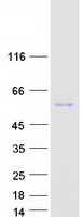 RTN4 / Nogo Protein - Purified recombinant protein RTN4 was analyzed by SDS-PAGE gel and Coomassie Blue Staining