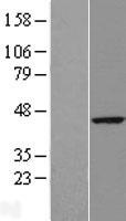 RTN4IP1 / NIMP Protein - Western validation with an anti-DDK antibody * L: Control HEK293 lysate R: Over-expression lysate