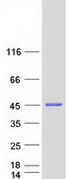RTN4IP1 / NIMP Protein - Purified recombinant protein RTN4IP1 was analyzed by SDS-PAGE gel and Coomassie Blue Staining