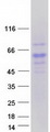 RTN4RL2 Protein - Purified recombinant protein RTN4RL2 was analyzed by SDS-PAGE gel and Coomassie Blue Staining