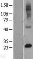 RTP4 / IFRG28 Protein - Western validation with an anti-DDK antibody * L: Control HEK293 lysate R: Over-expression lysate