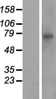 RTP5 / CXXC11 Protein - Western validation with an anti-DDK antibody * L: Control HEK293 lysate R: Over-expression lysate