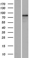 RUFY1 Protein - Western validation with an anti-DDK antibody * L: Control HEK293 lysate R: Over-expression lysate