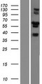 RUFY3 / RIPX Protein - Western validation with an anti-DDK antibody * L: Control HEK293 lysate R: Over-expression lysate